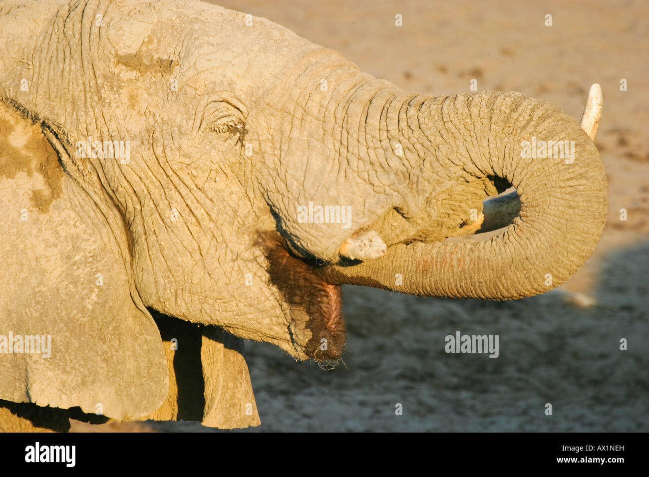 L'éléphant africain (Loxodonta africana) à un point d'eau dans la rivière à sec, la rivière Boteti, Khumaga Makgadikgadi Pans, par National Banque D'Images