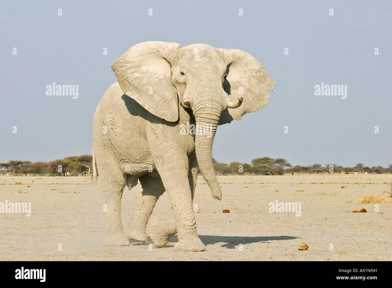 L'éléphant africain (Loxodonta africana), attaque, Nxai Pan Makgadikgadi Pans National Park, Botswana, Africa Banque D'Images