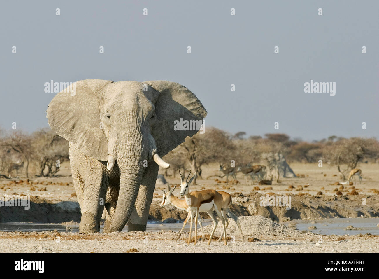 L'éléphant africain (Loxodonta africana) et springboks (Antidorcas marsupialis), Nxai Pan, Makgadikgadi Pans National Park, Botsw Banque D'Images