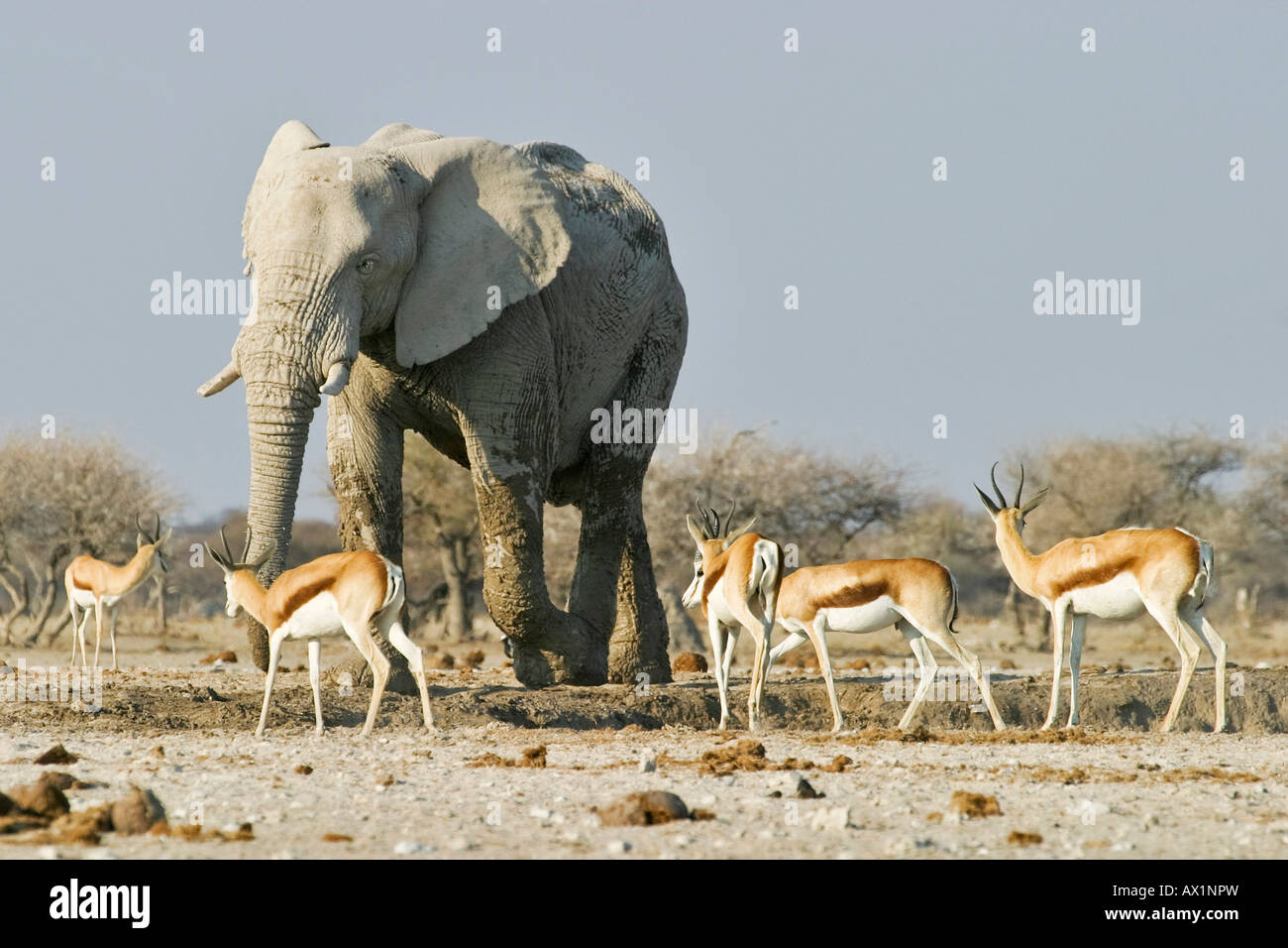 L'éléphant africain (Loxodonta africana) et springboks (Antidorcas marsupialis), Nxai Pan, Makgadikgadi Pans National Park, Botsw Banque D'Images