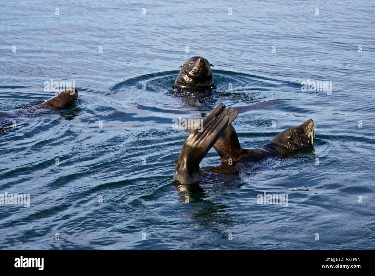 Piscine de lions de mer (Otaria flavescens), Beagle-Channel, Tierra del Fuego, Argentine, Amérique du Sud Banque D'Images