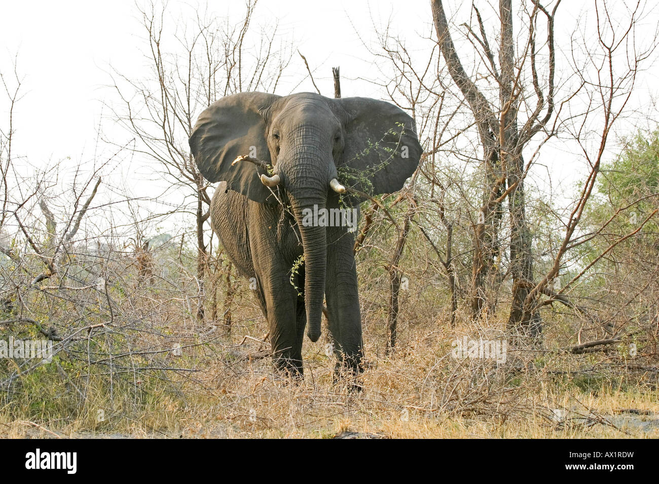 L'éléphant africain (Loxodonta africana), le Parc National de Moremi, Moremi, Okavango Delta, Botswana, Africa Banque D'Images