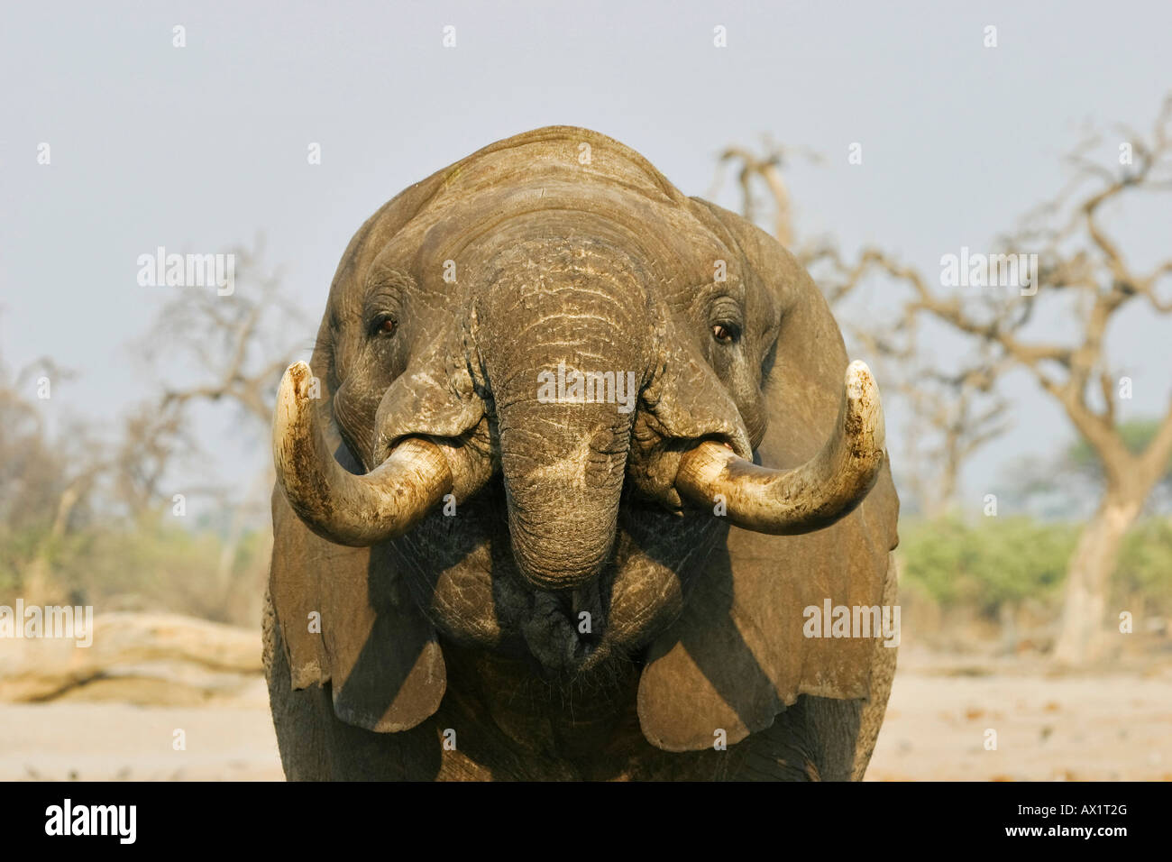 Trinking African elephant (Loxodonta africana) à un point d'eau, le parc national de Chobe, Savuti, Botswana, Africa Banque D'Images
