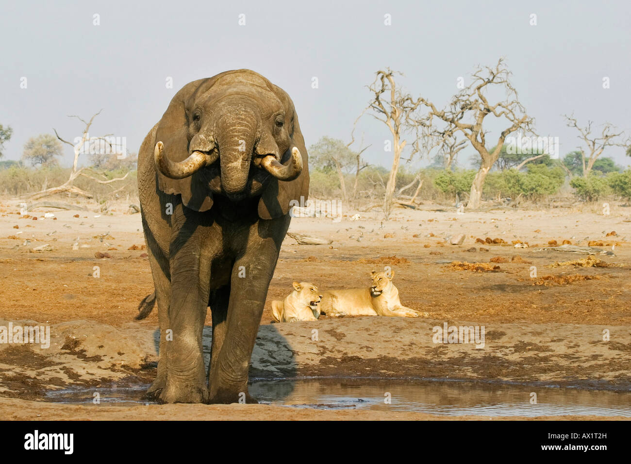 Trinking African elephant (Loxodonta africana) et les lions (Panthera leo) dans un étang, Savuti, parc national de Chobe, au Botswana, un Banque D'Images