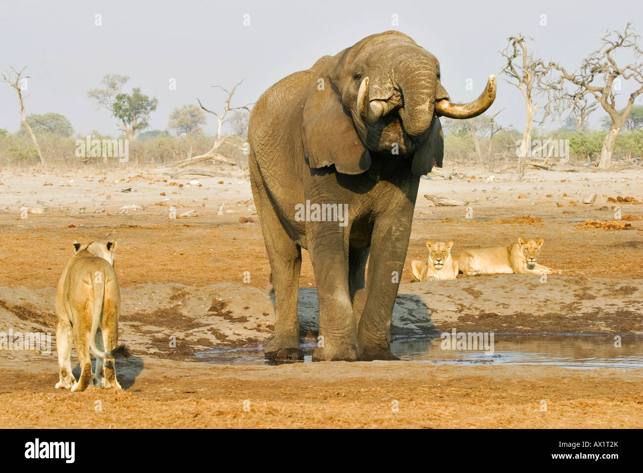 Trinking African elephant (Loxodonta africana) et les lions (Panthera leo) dans un étang, Savuti, parc national de Chobe, au Botswana, un Banque D'Images