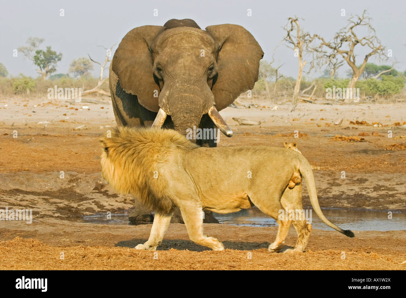 Réunion à un étang, Male lion (Panthera leo) avec l'éléphant africain (Loxodonta africana), le parc national de Chobe, Savuti botswanais, Banque D'Images