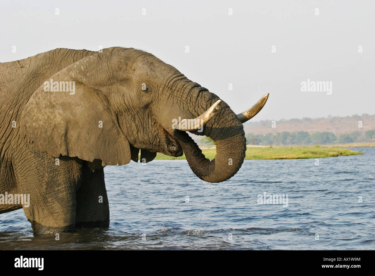 L'éléphant africain (Loxodonta africana), rivière Chobe, Chobe National Park, Botswana, Africa Banque D'Images