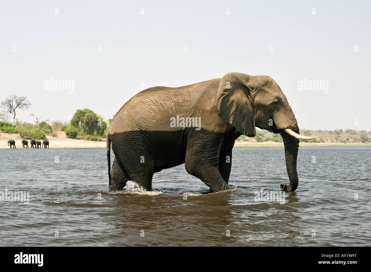 L'éléphant africain (Loxodonta africana) de traverser la rivière Chobe, hobe National Park, Botswana, Africa Banque D'Images