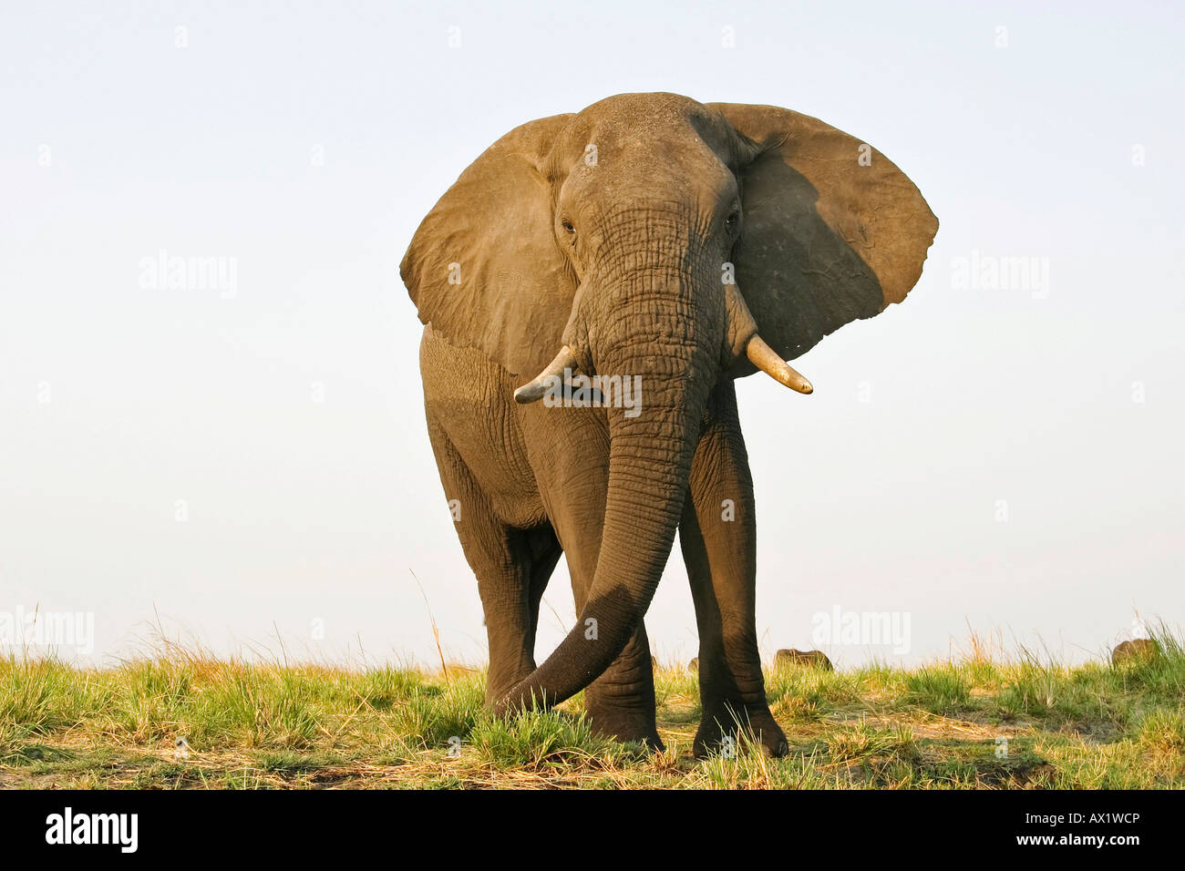 L'éléphant africain (Loxodonta africana), Chobe National Park, Botswana, Africa Banque D'Images
