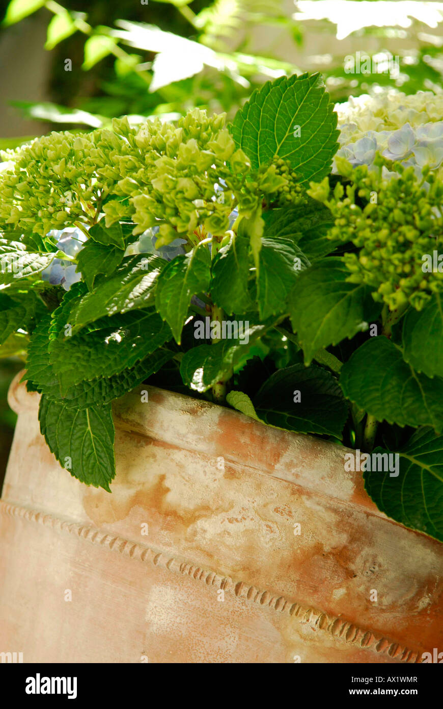 Hortensia en pot en terre cuite, gisement de sel sur pot de fleurs Banque D'Images