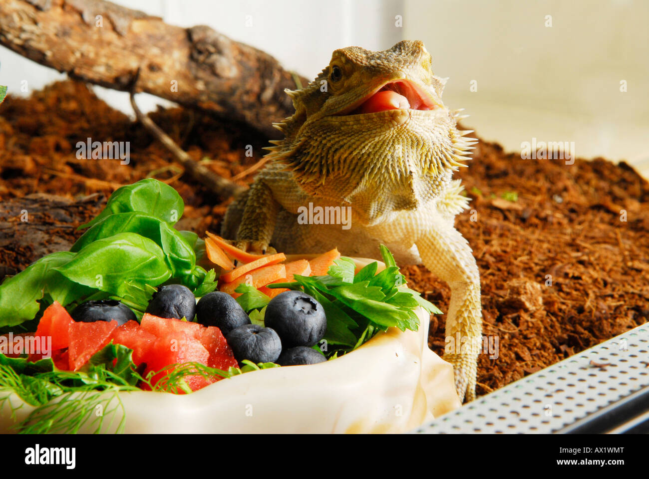 Le centre de dragon barbu (Pogona vitticeps) manger des fruits Photo