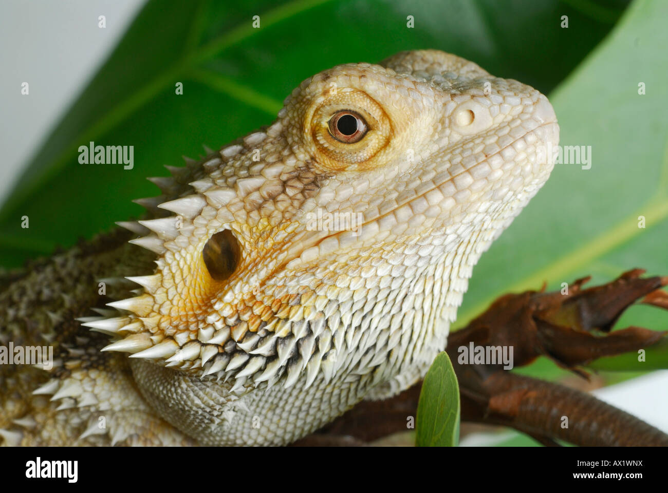 Le centre de dragon barbu (Pogona vitticeps), close-up, chef Banque D'Images