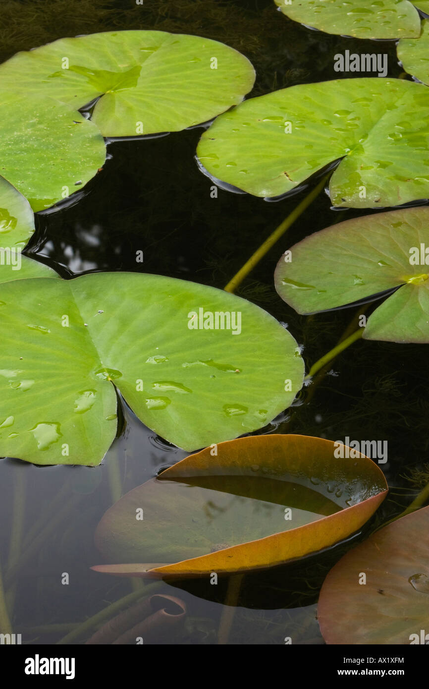 Les nénuphars (Nymphaea) dans un étang Banque D'Images