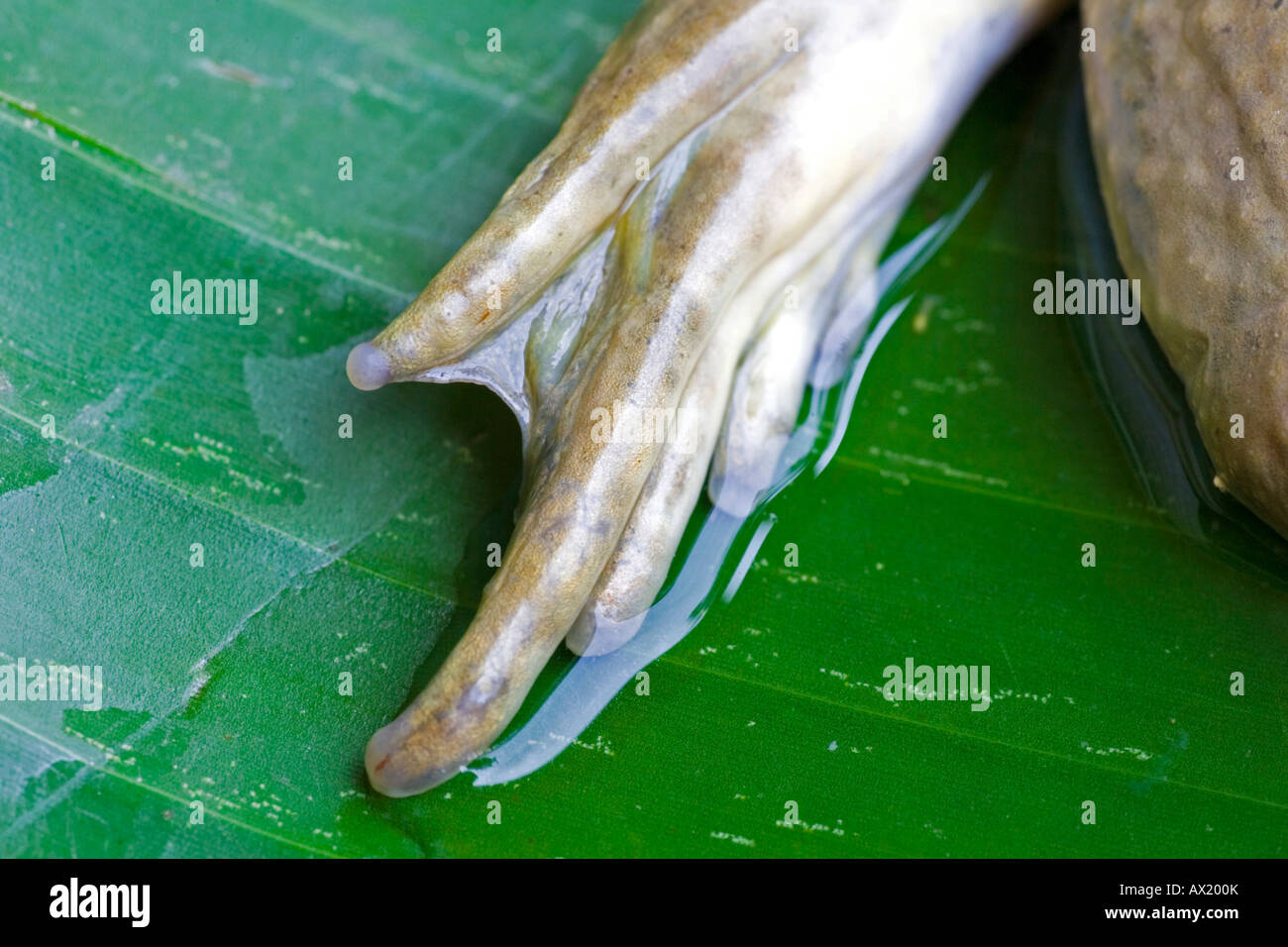 Toad's foot (Bufonidae), pieds palmés Banque D'Images