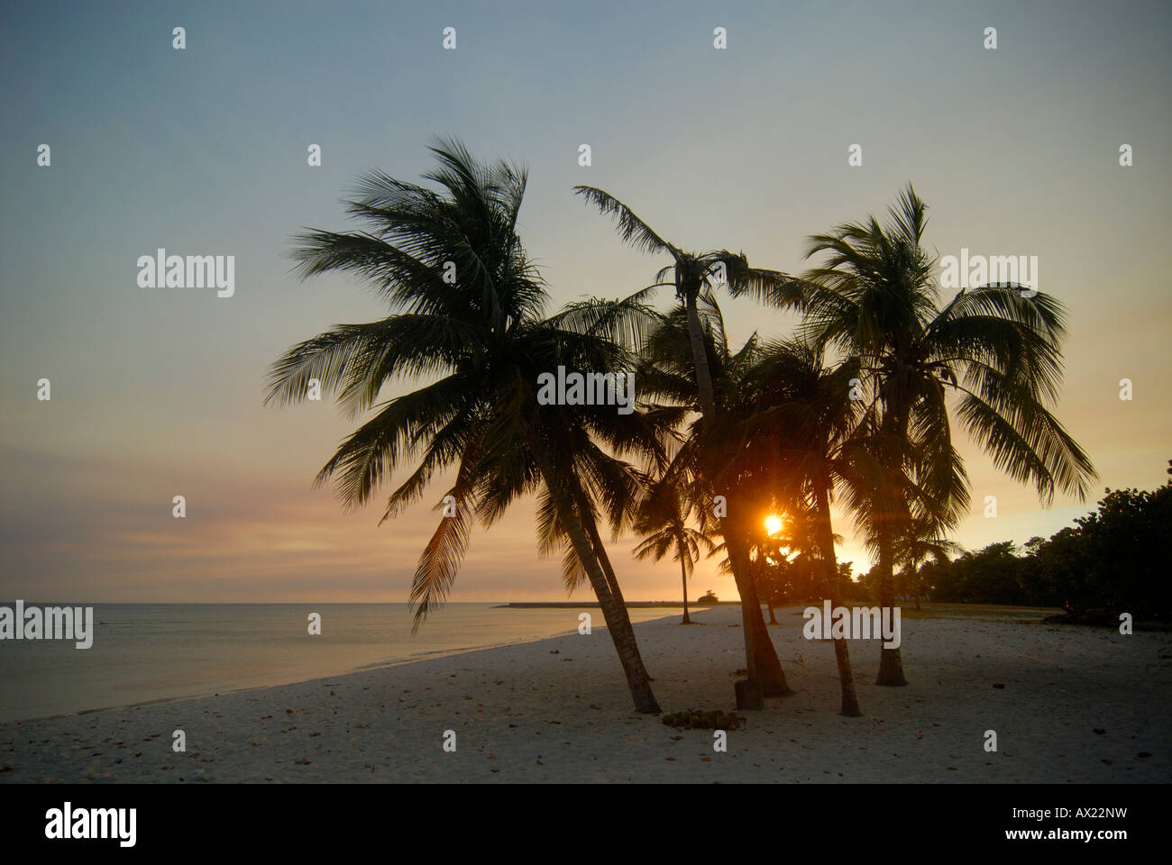 Royal Palms cubain (Roystonea regia) sur la plage au coucher du soleil, Playa Giron (baie de Bigs), Cuba, Caraïbes, Amériques Banque D'Images