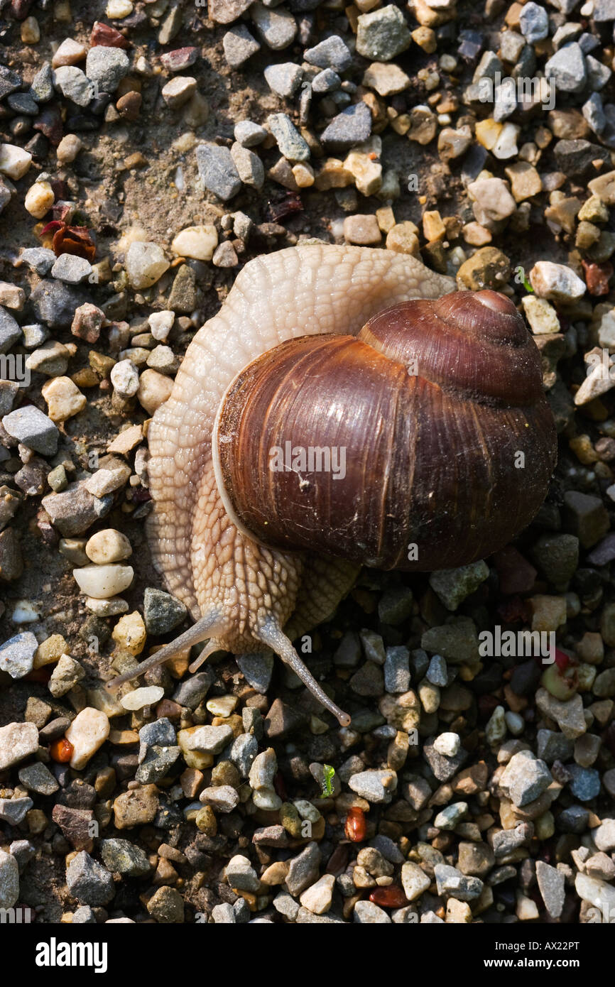 Copse (escargots Arianta arbustorum), Ingolstadt, Bavière, Allemagne, Europe Banque D'Images