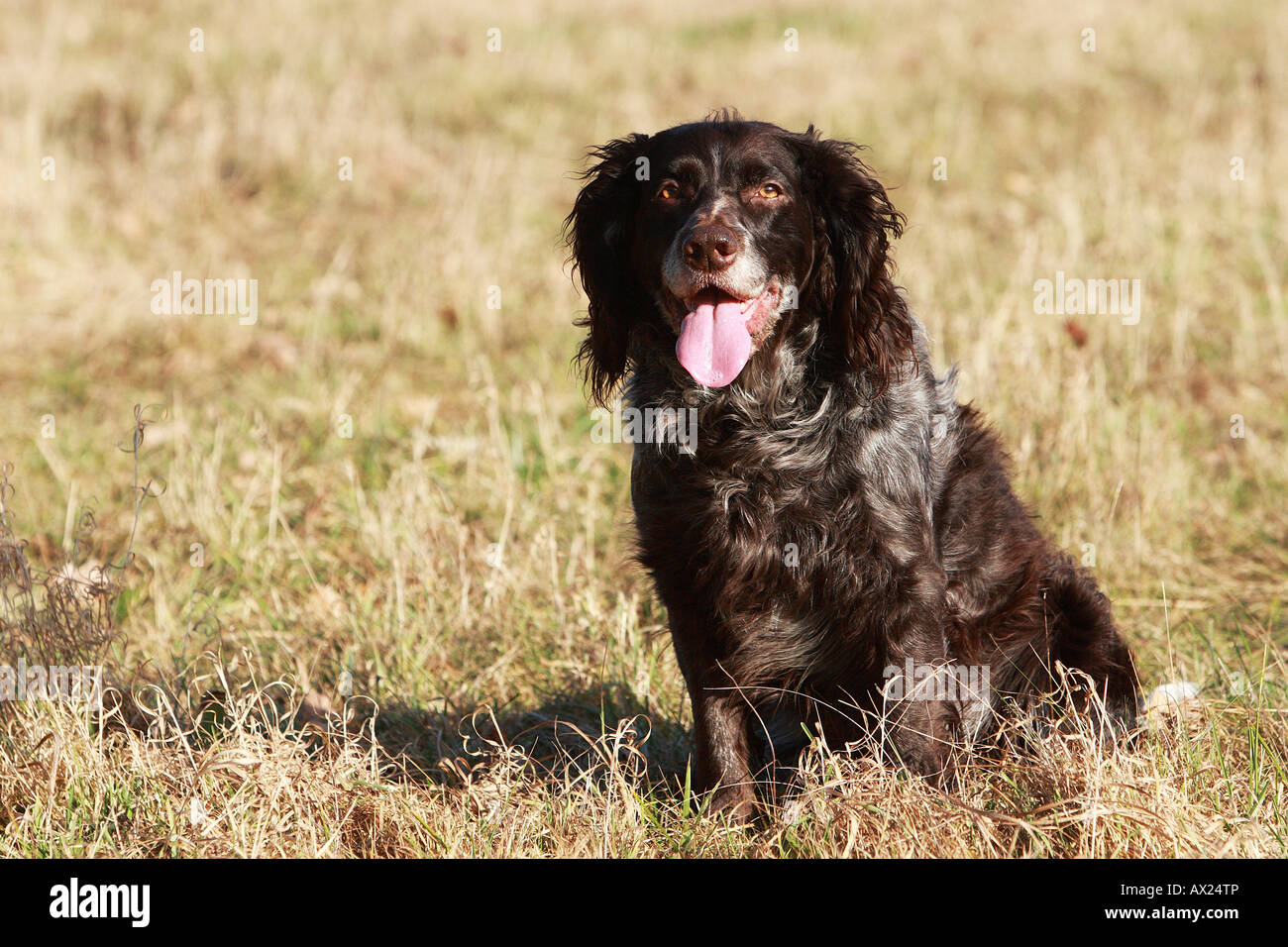 Deutscher Wachtelhund Ou épagneul Allemand Race De Chien De