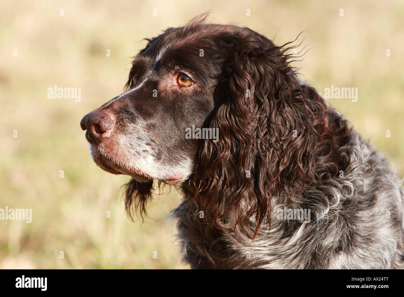 Deutscher Wachtelhund Ou épagneul Allemand Race De Chien De