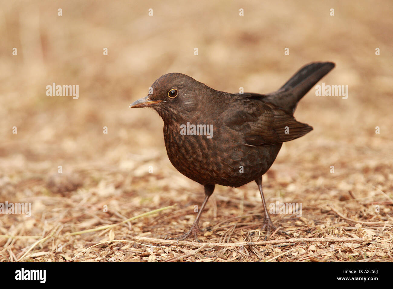 Merle noir (Turdus merula) Banque D'Images