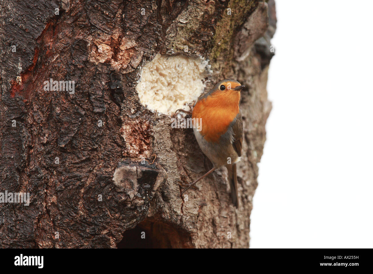 European Robin (Erithacus rubecula aux abords) Banque D'Images