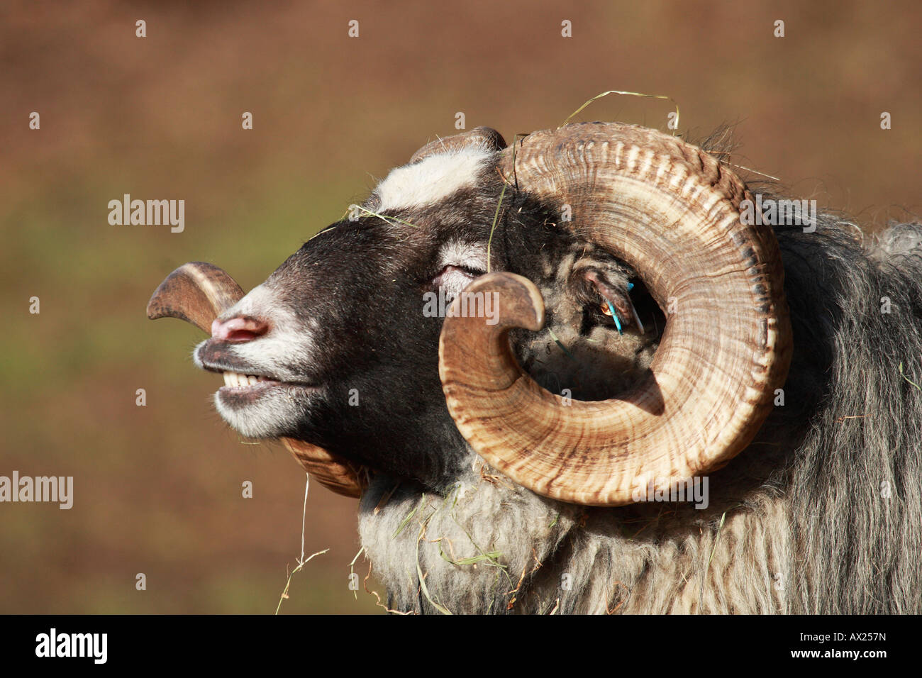 Skudde Mouton (Ovis ammon f. bélier), race de moutons Banque D'Images