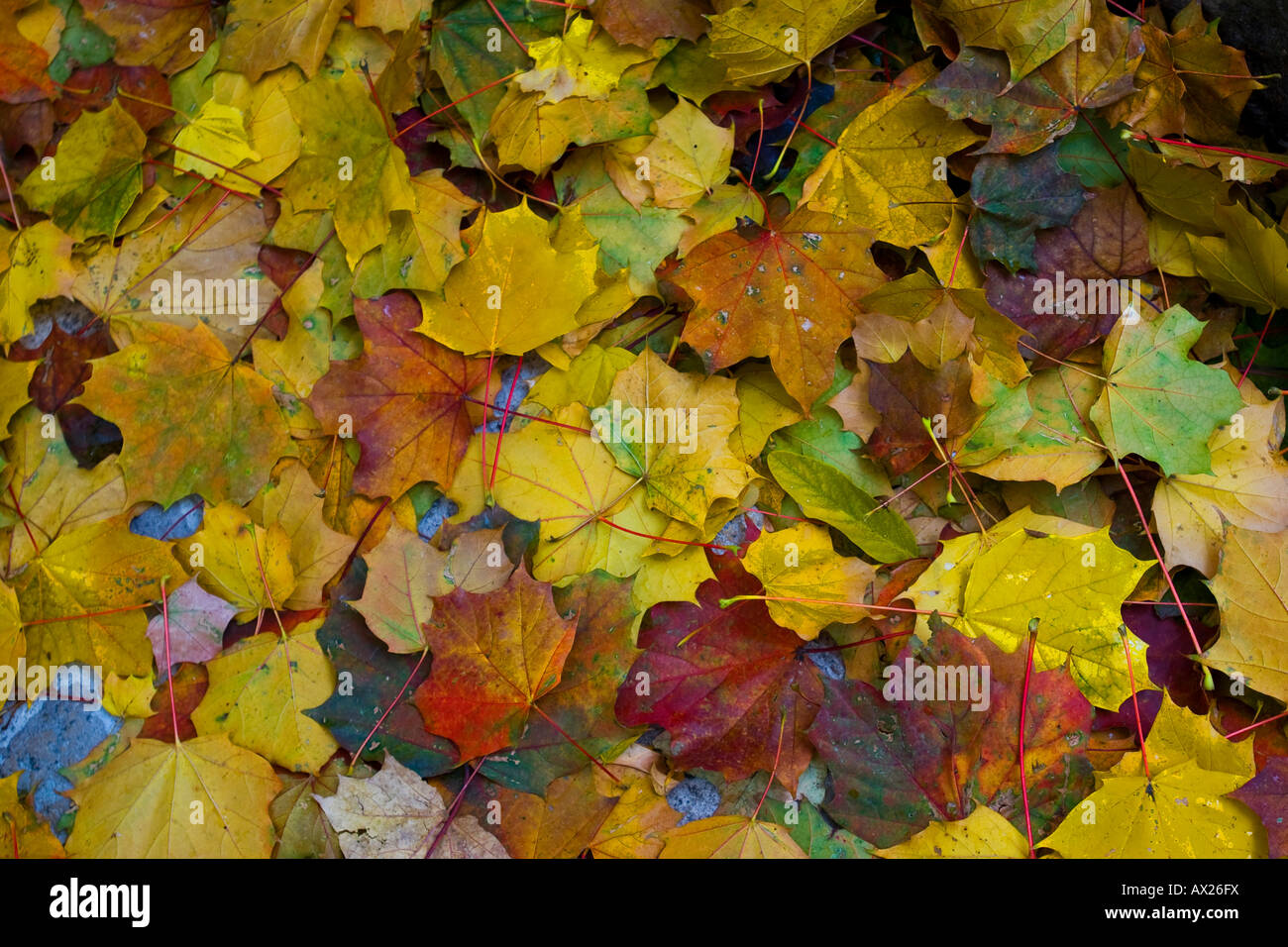 Feuilles aux couleurs automnales, les feuilles d'érable (Acer) Banque D'Images
