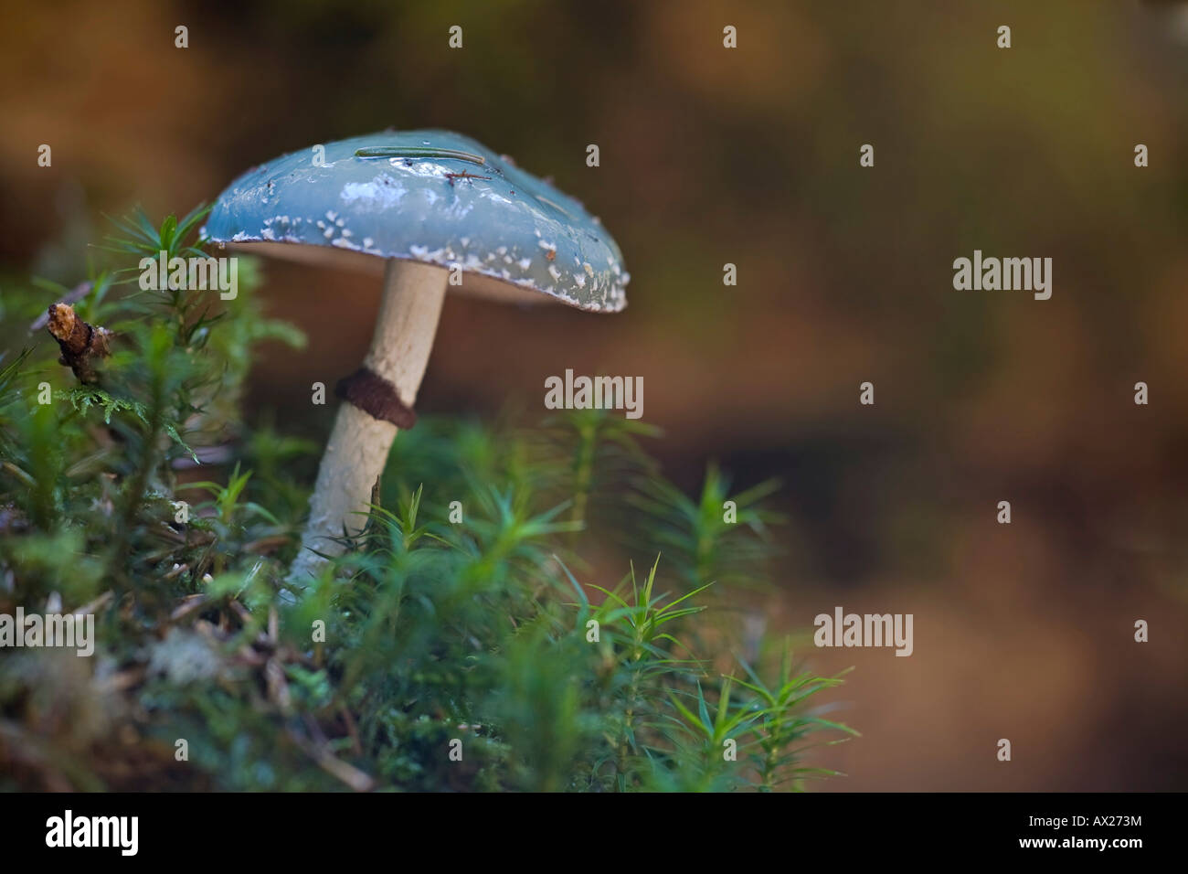 Stropharia aeruginosa Banque D'Images