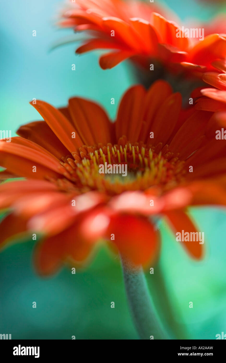 Les Gerberas Orange fleurs Banque D'Images