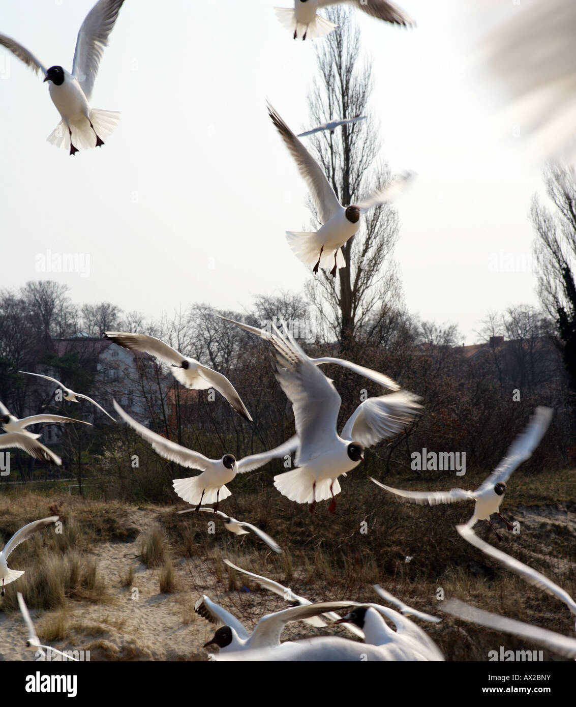 Mouettes sur la plage Banque D'Images