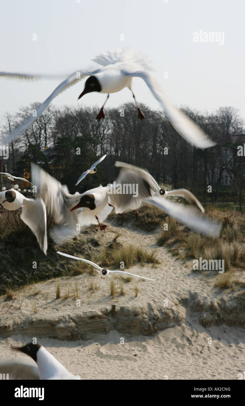 Mouettes sur la plage Banque D'Images