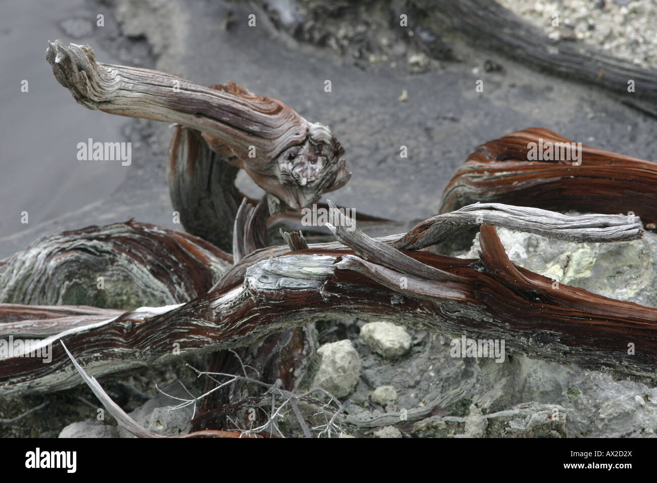Ressemble à la fibre musculaire Banque D'Images