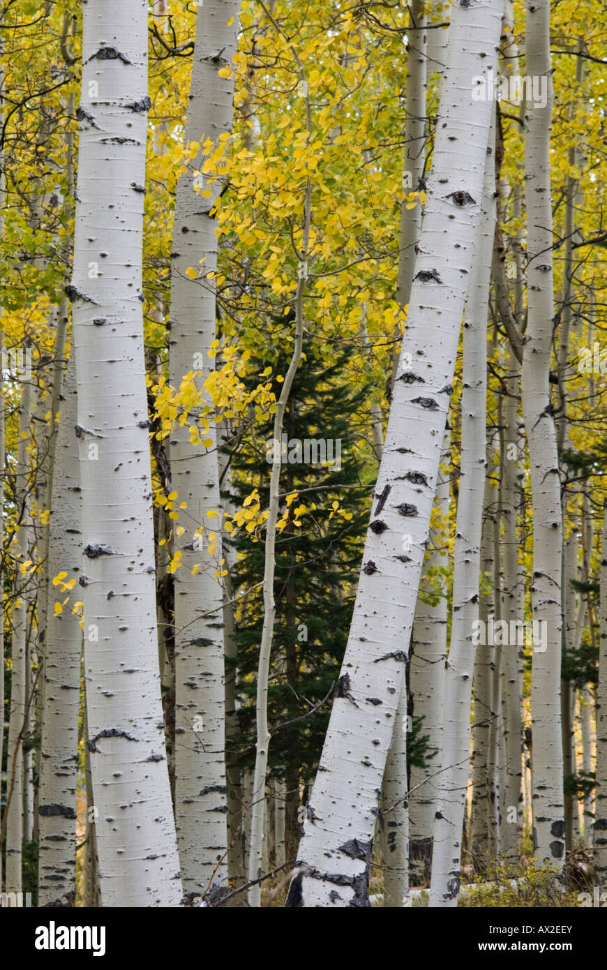 Stand de trembles dans la forêt nationale de Uncompahgre Ouray Colorado Colorado Comté Banque D'Images
