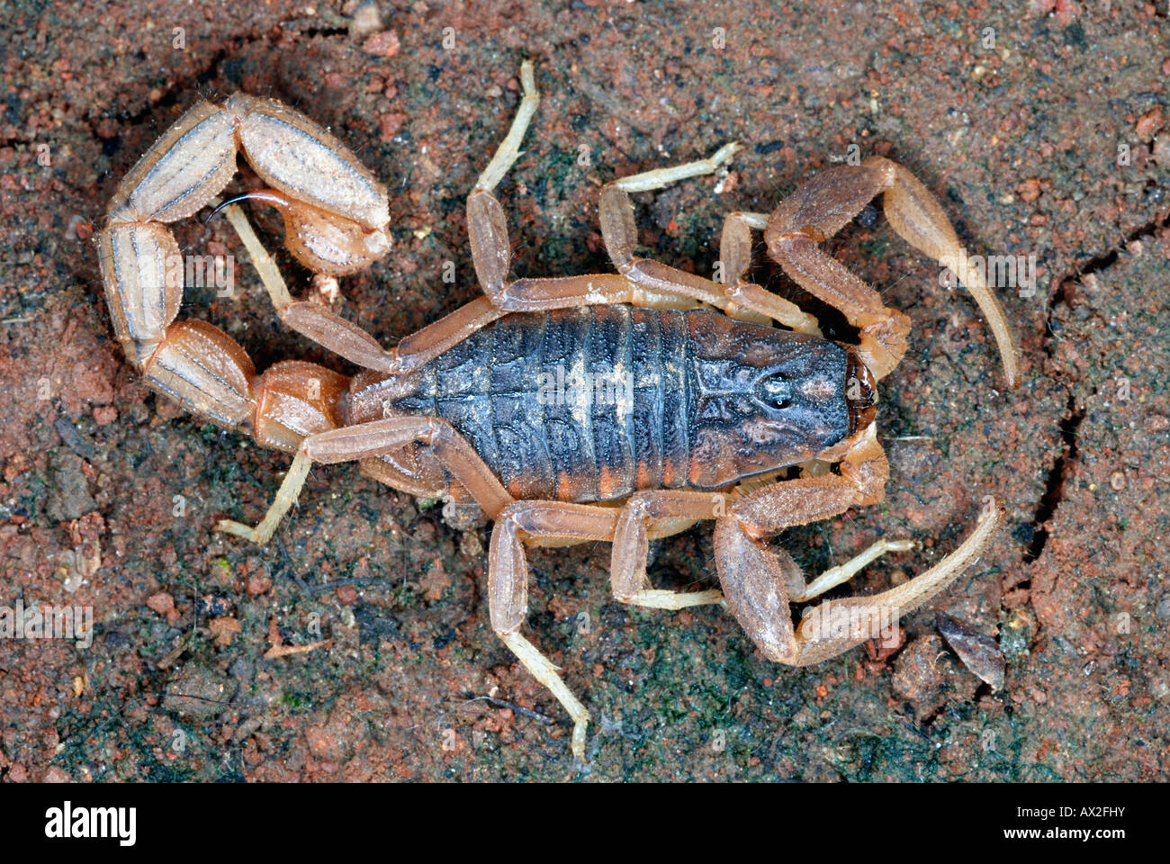 Indian red scorpion, hottentotta tamulus famille buthidae. trouvés dans la plupart de l'Inde, le Pakistan de l'Est et l'Est des basses terres du Népal. Banque D'Images