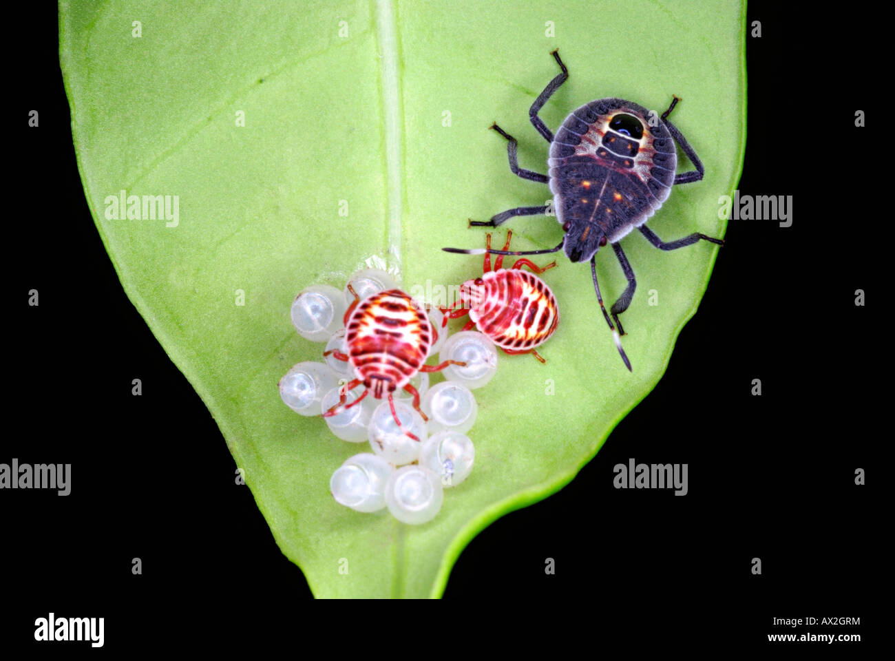 Stink Bugs, Halyomorpha halys, punaise diabolique de nymphes et d'adultes sur le pommetier. Ici l'adulte bug (bleu) Banque D'Images