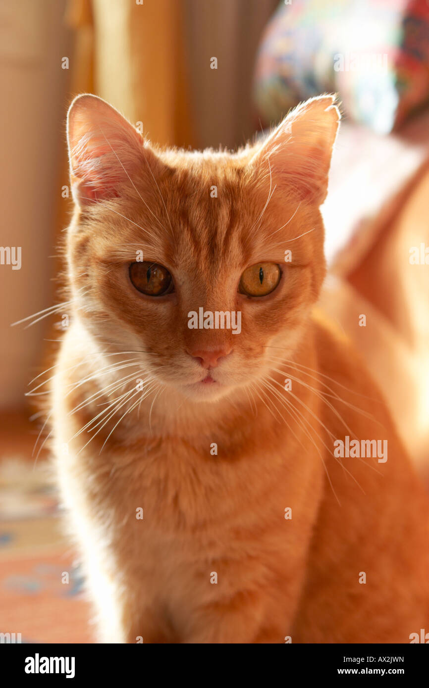 Chat de gingembre Banque D'Images
