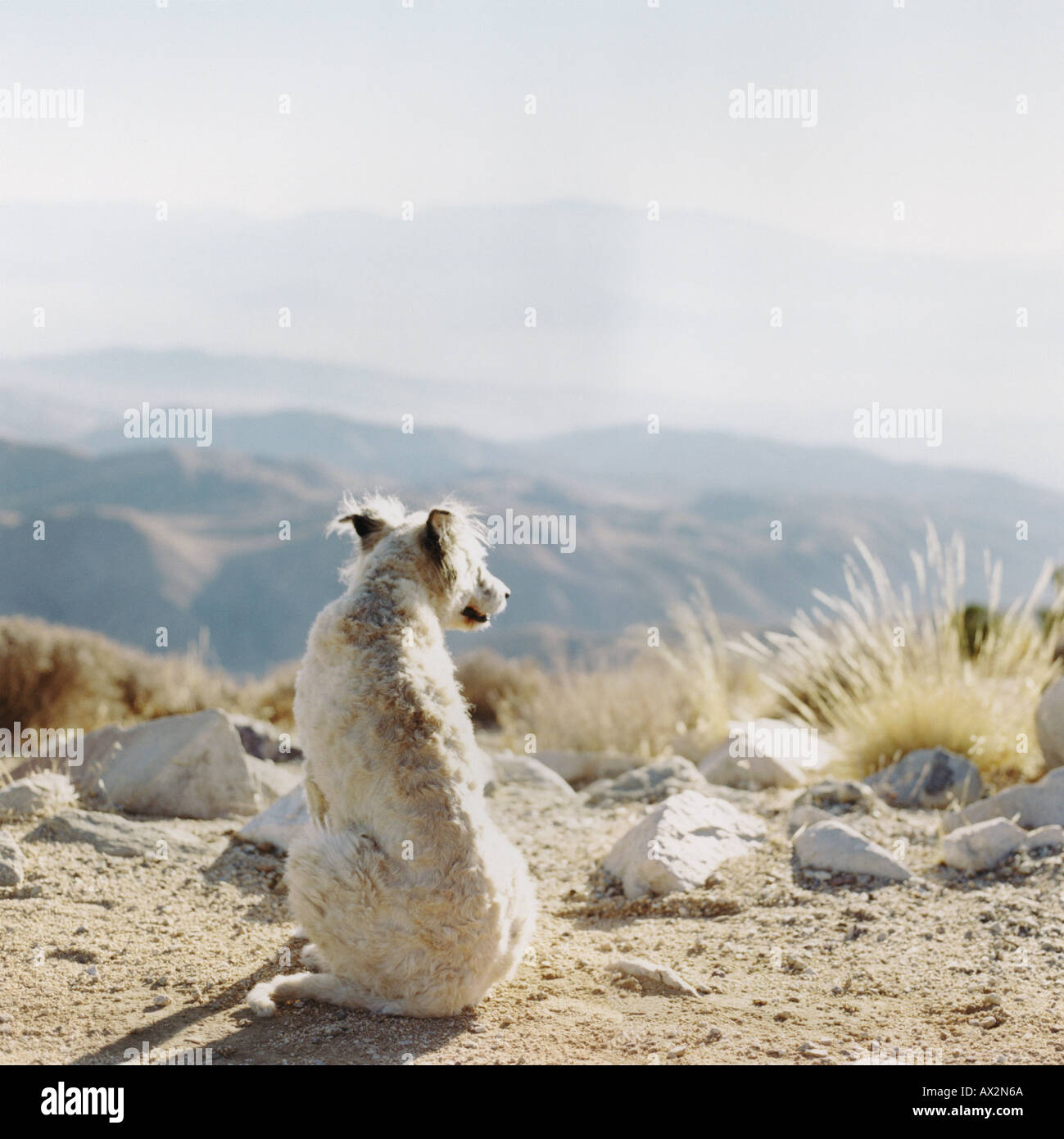 Un chien à la recherche à partir d'une montagne Banque D'Images