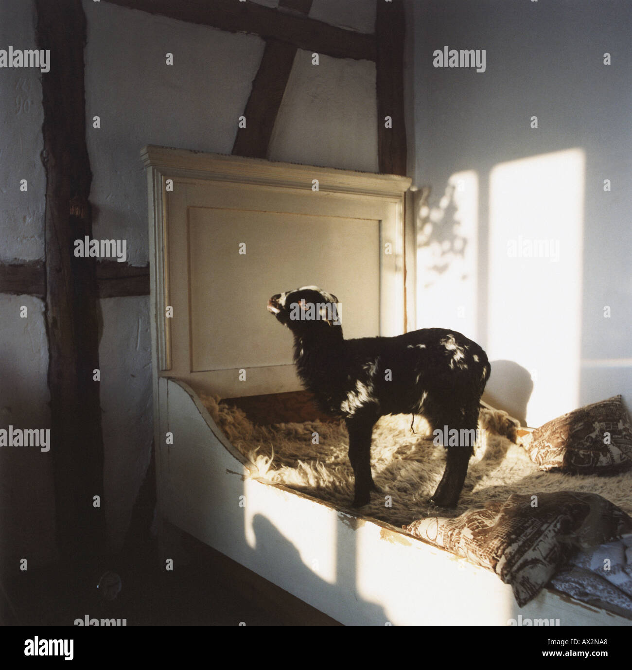 Une chèvre dans une grange Banque D'Images