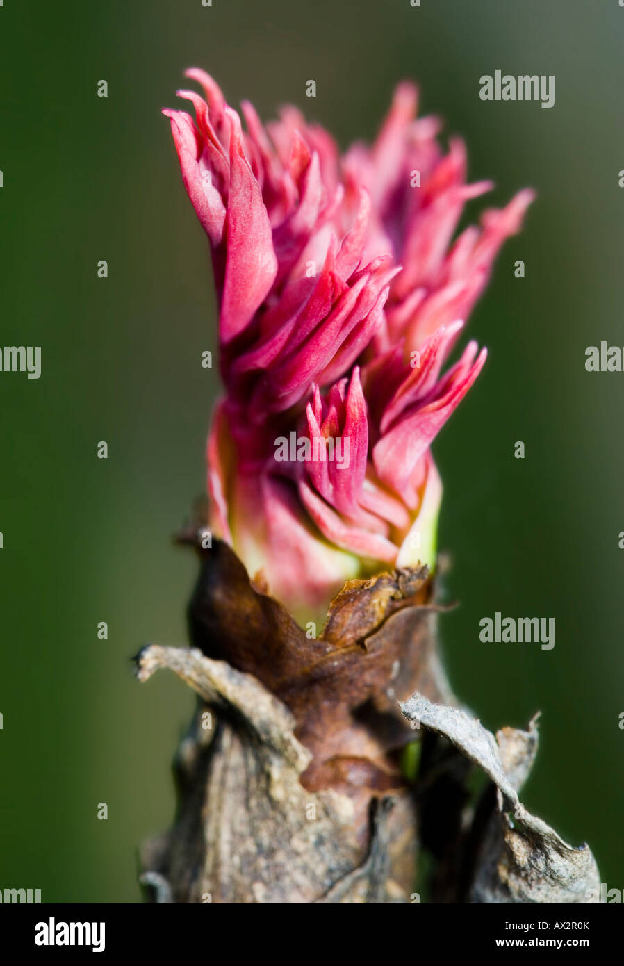 Gros plan des nouvelles pousses d'un arbre de la pivoine Banque D'Images