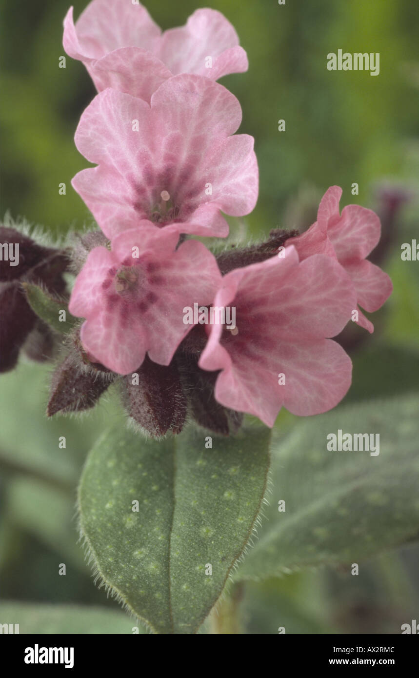 Pulmonaria saccharata 'Dora Bielefeld' (Jérusalem sage. Pulmonaire) Close up of pink fleurs et feuilles vertes avec des taches. Banque D'Images