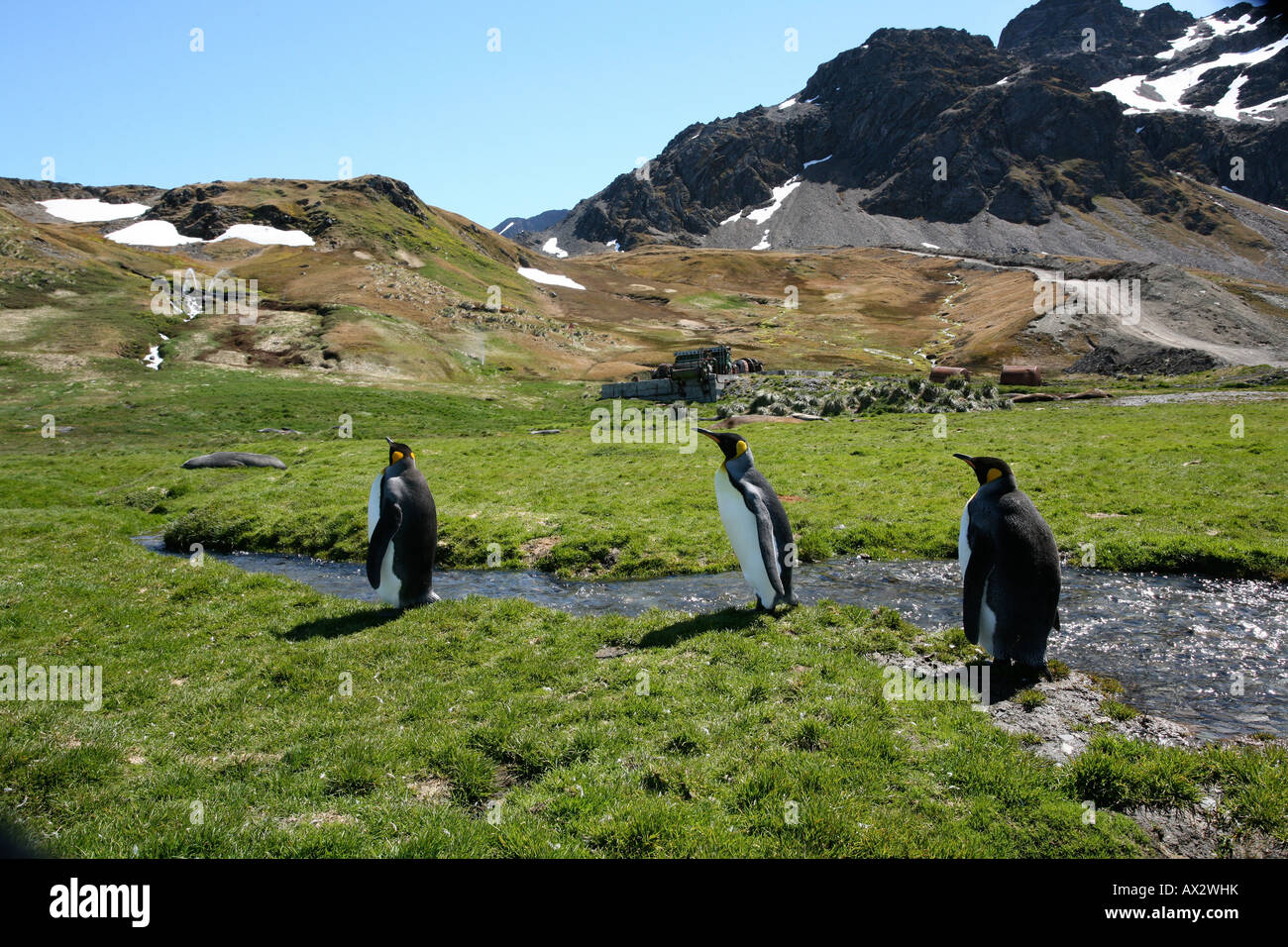 King Penguins walking on Grassy Plain Banque D'Images