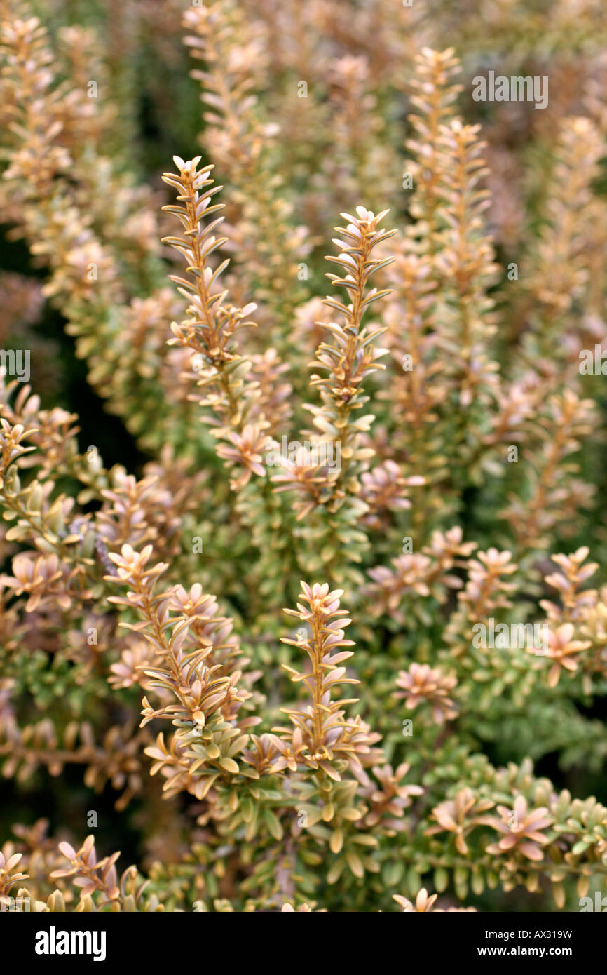 PODOCARPUS NIVALIS TAUHINU Banque D'Images