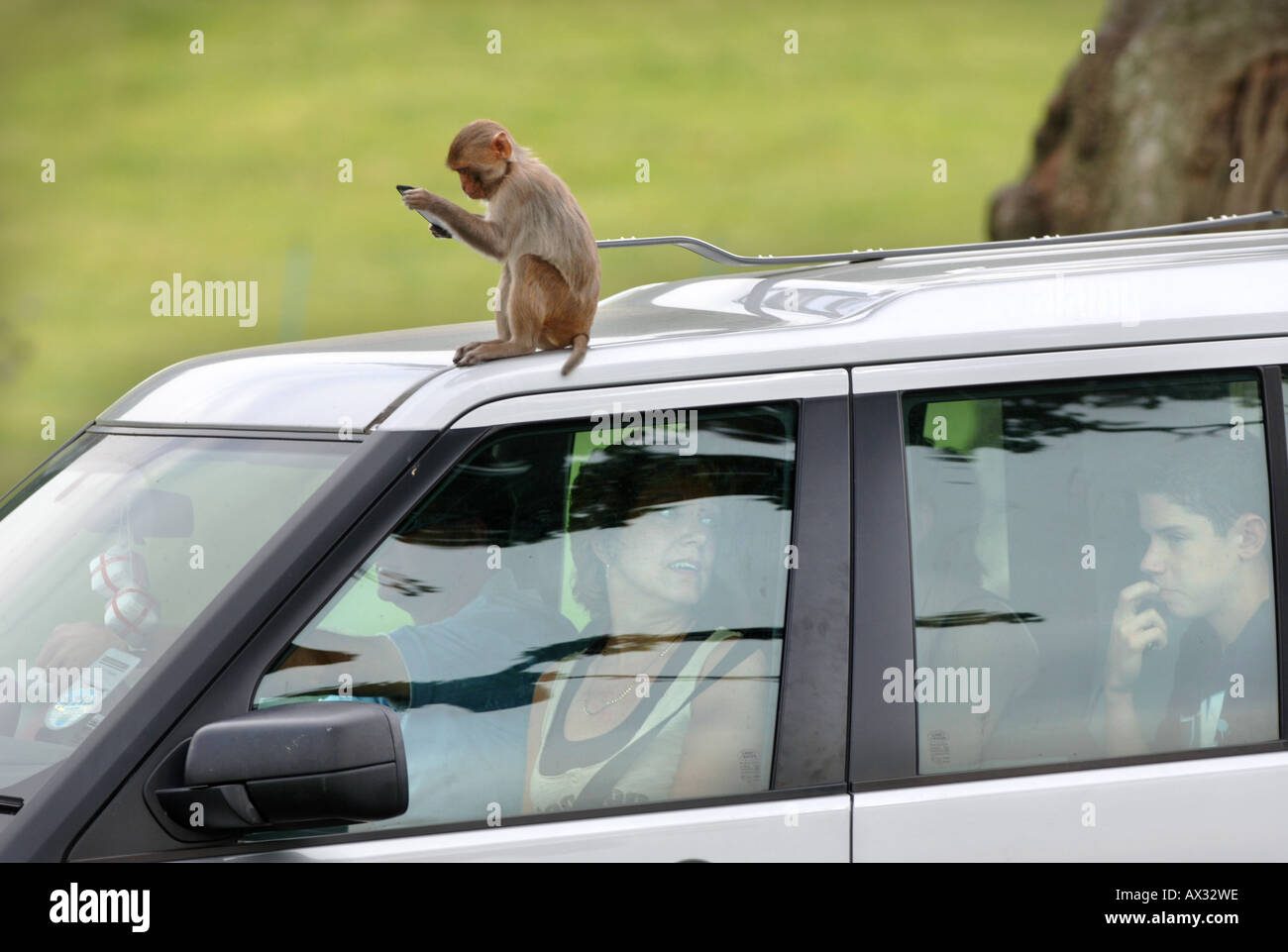 Un singe rhésus TIRE LE CORDON EN PLASTIQUE DU TOIT D'UN LAND ROVER DISCOVERY Banque D'Images