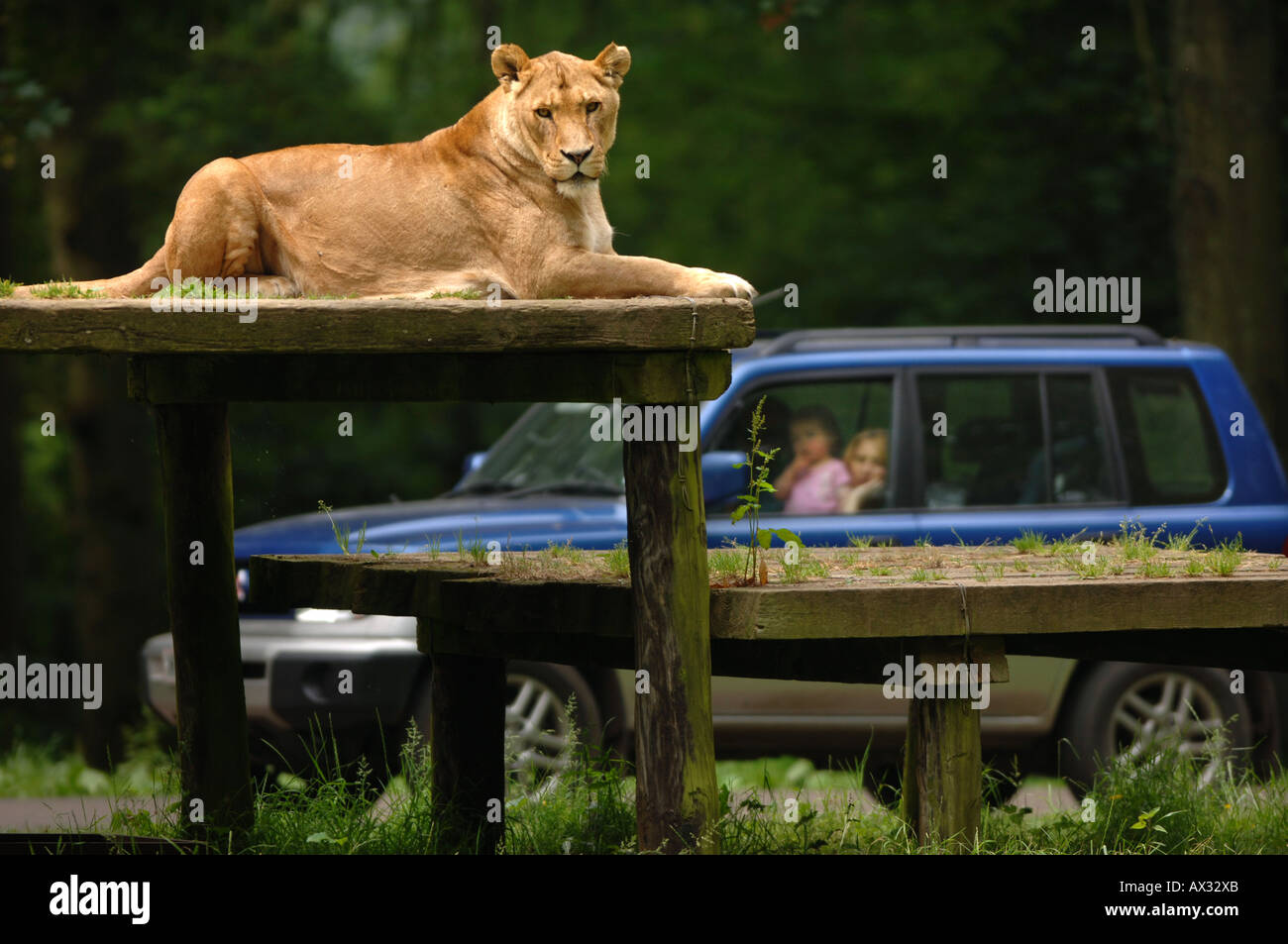 Une famille regarder une lionne À PARTIR DE LEUR VOITURE À Longleat Safari Park près de Salisbury Wiltshire Banque D'Images