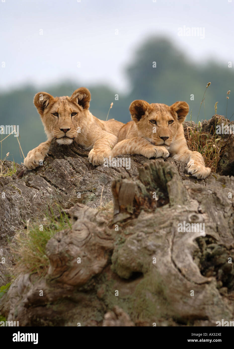 Deux des lionceaux à Longleat Safari Park près de Salisbury Wiltshire Banque D'Images