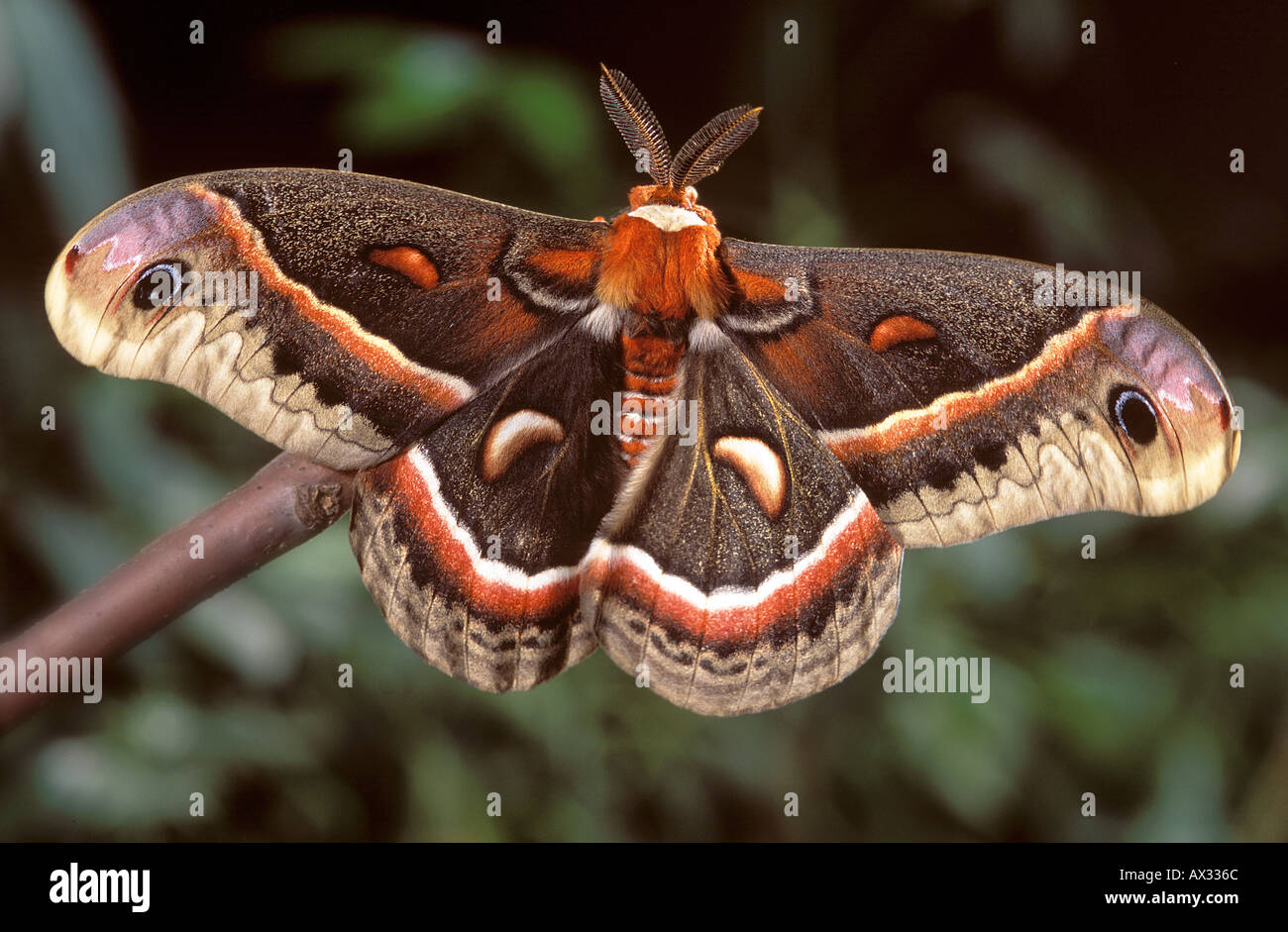 Cecropia moth Banque de photographies et d’images à haute résolution ...