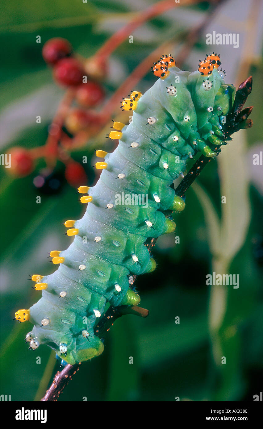 Cecropia moth caterpillar Banque de photographies et d’images à haute ...
