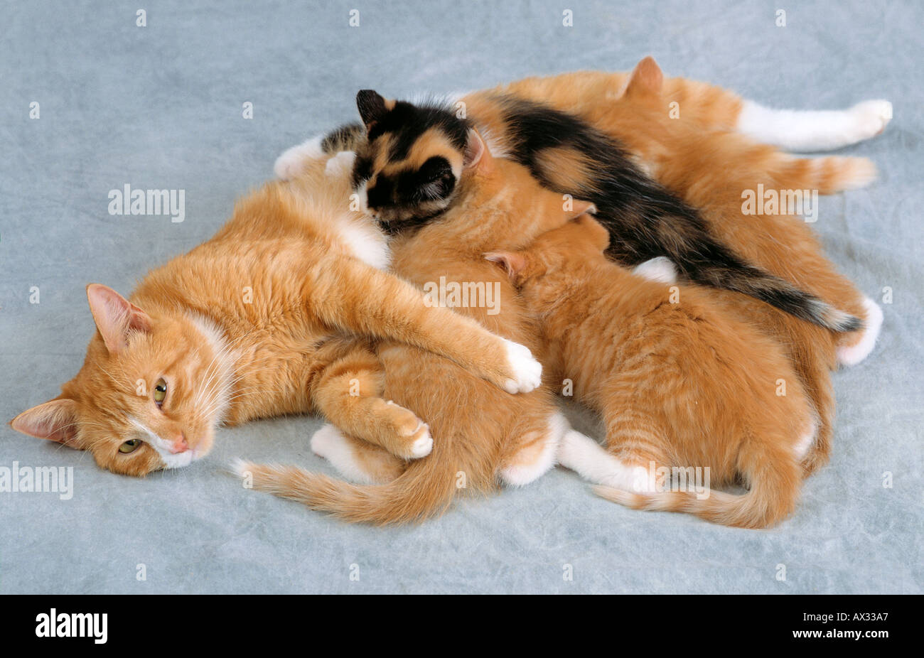 Mère de soins infirmiers chatons Chat Banque D'Images