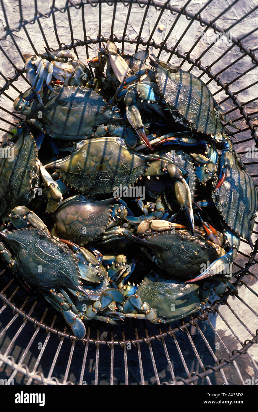 La récolte de crabe bleu Callinectes sapidus côte du New Jersey Banque D'Images