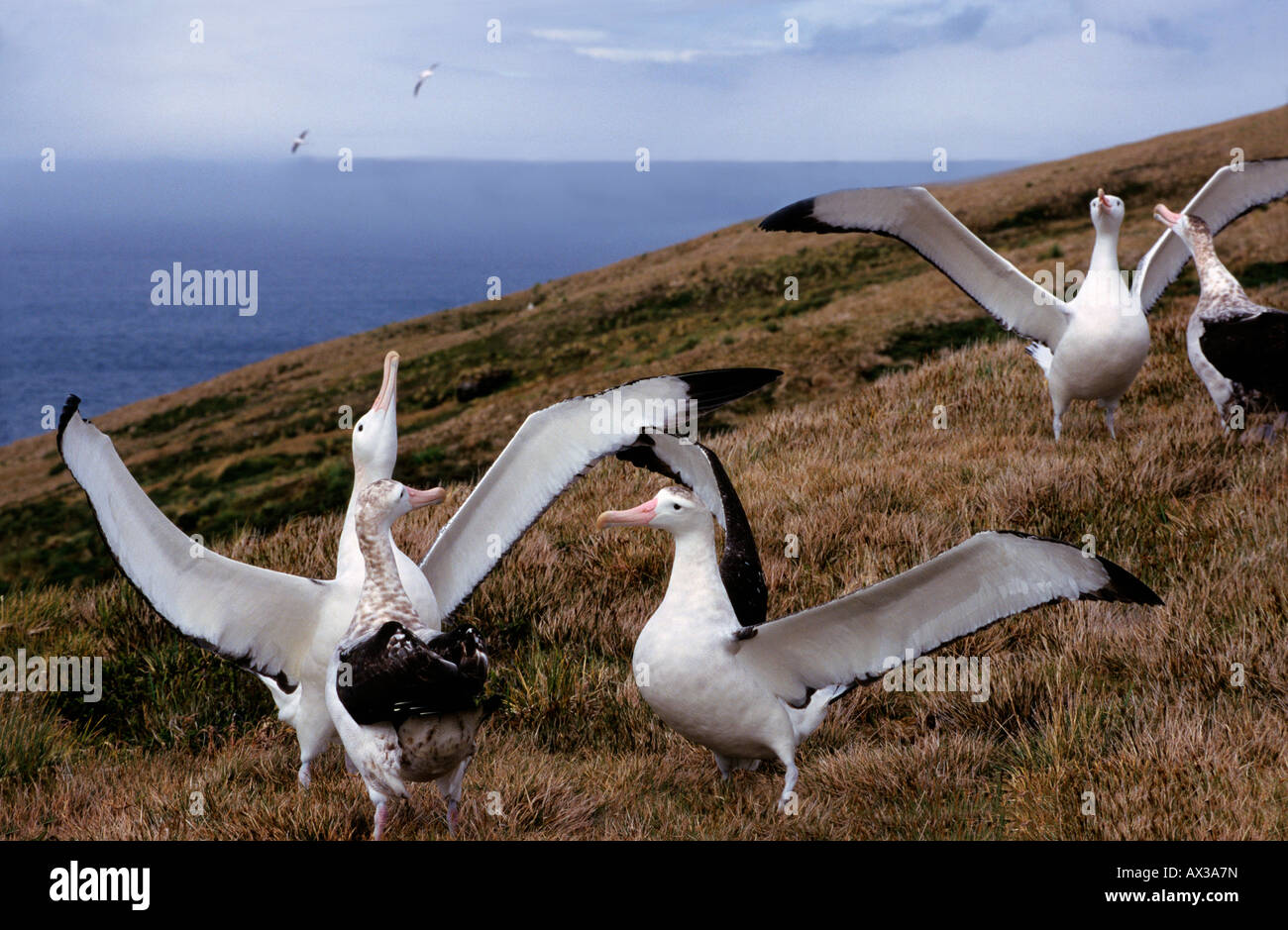 Le grand albatros Diomeda exulans Albatros errant parade nuptiale paire Diomedea ambiance africaine de l'Afrique de l'UICN, trop d'Africains Banque D'Images