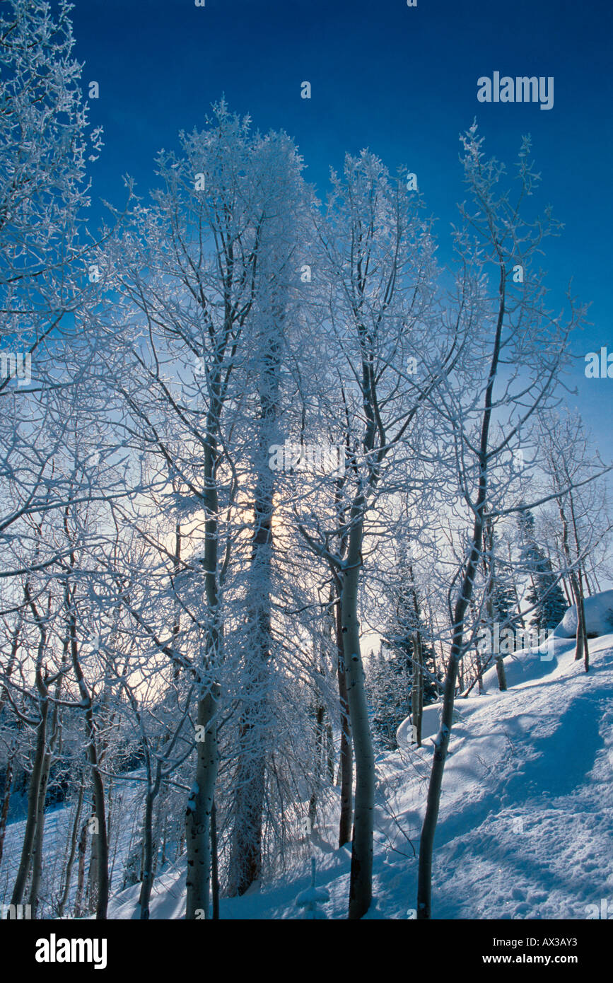 Frosty rétroéclairé trembles de Steamboat Springs, Colorado USA Banque D'Images
